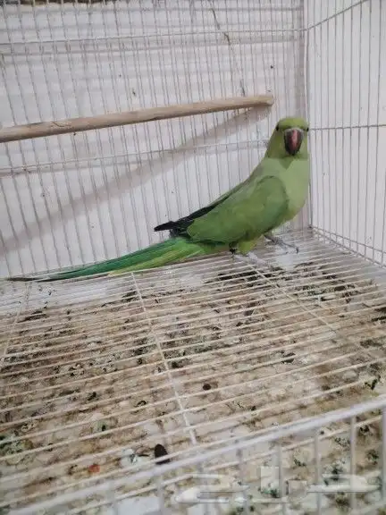 أنثى دره هندي منتجه 4