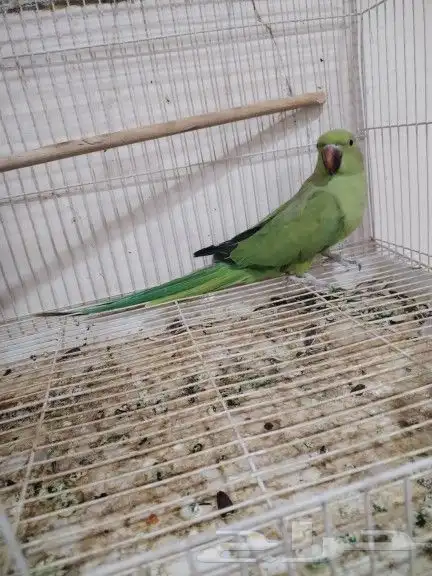 أنثى دره هندي منتجه 2