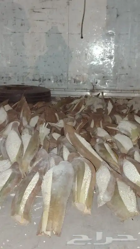 لقاح نخيل بار جديد طازج 1