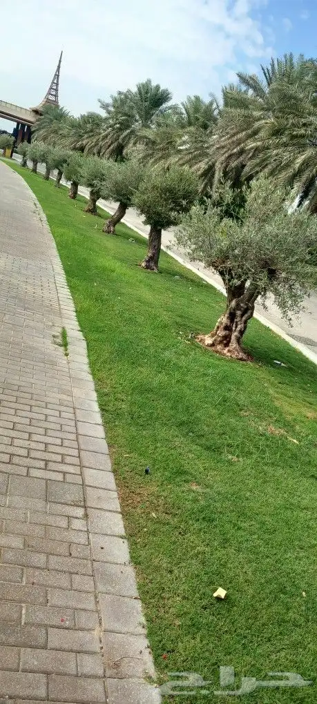 مشتل الشريف 6