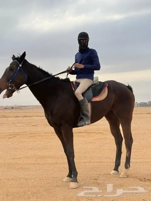 اسطبل السعاده يوجد عرض خاص تدريب خيل رجال و نساء أطفال ذوي 0