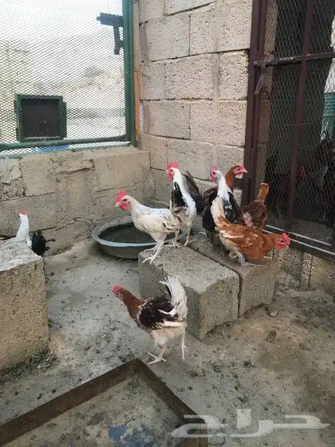 تم البيع 2