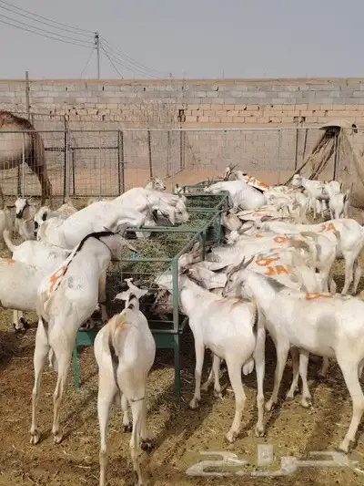 تيوس وبرابر جوده عاليه وسعر منافس 2