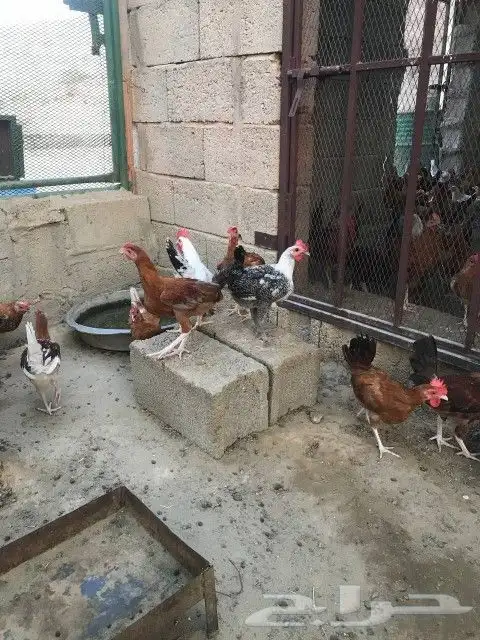 تم البيع 0