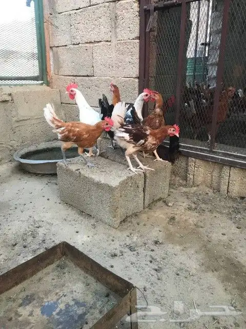 تم البيع 1