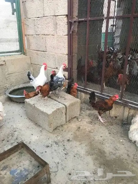 تم البيع 4
