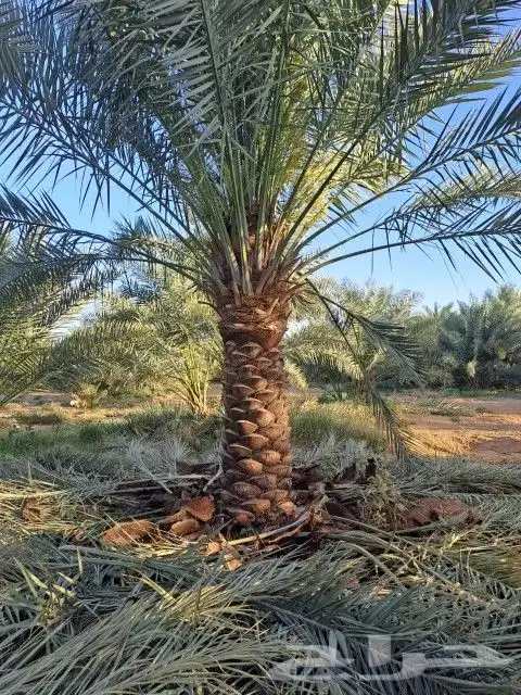 نخل اللبيع في الدمام 2