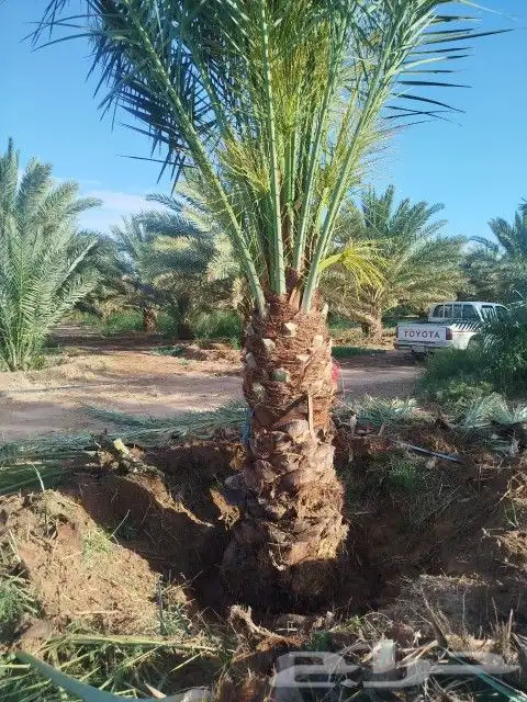 يوجد لدينا جميع انواع انخيل الفاخره للبيع كل المقاسات 0