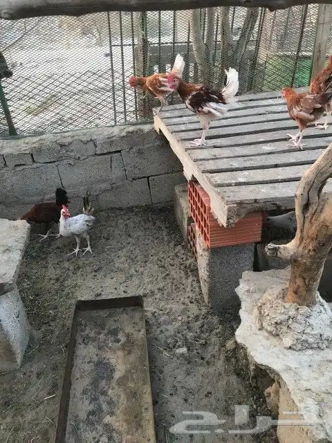 تم البيع 3