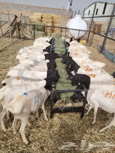 تيوس وبرابر جوده عاليه وسعر منافس 3