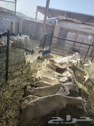 تيوس وبرابر جوده عاليه وسعر منافس 1