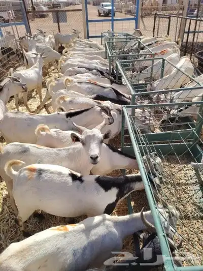 تيوس وبرابر جوده عاليه وسعر منافس 0
