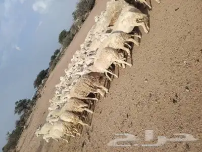 غنم منوة القاني العدد 93 ضان حرش جروم كبار 0