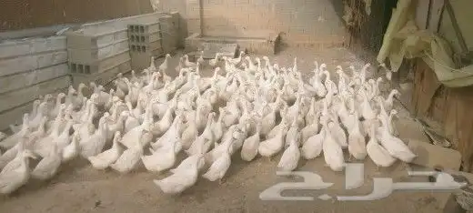 بط بكيني جامبو بياض 2