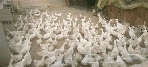 بط بكيني جامبو بياض 4