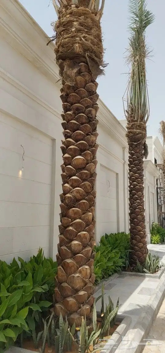 زيتون اسباني زيتون معمر قزم نخل عربي نخل زينه أمريكي ترلماني 6