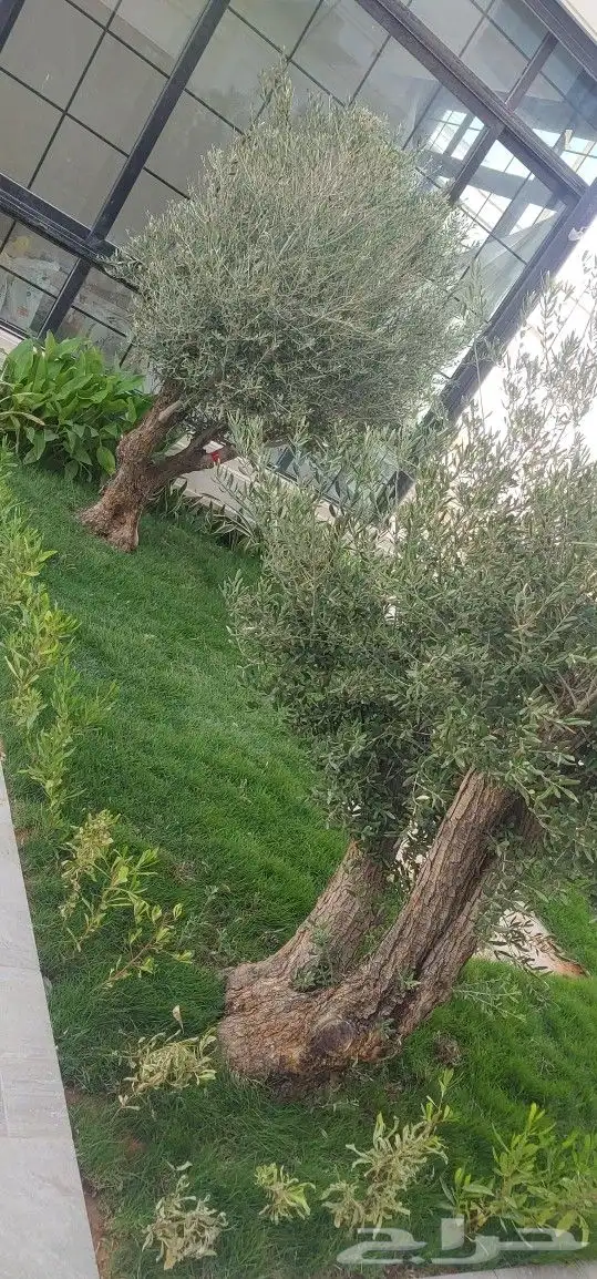 زيتون اسباني زيتون معمر قزم نخل عربي نخل زينه أمريكي ترلماني 2