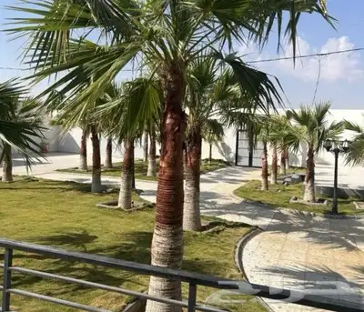 نعمل جميع اشغال النخيل 1