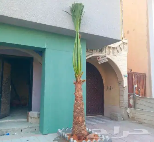 واشطونيا زينه ابومروحه جميع المقاسات 7