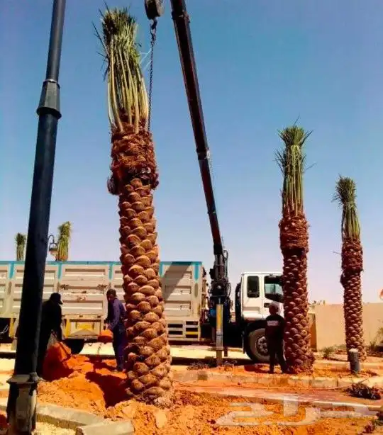 واشطونيا زينه ابومروحه جميع المقاسات 4