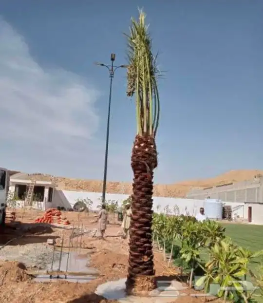 واشطونيا زينه ابومروحه جميع المقاسات 5