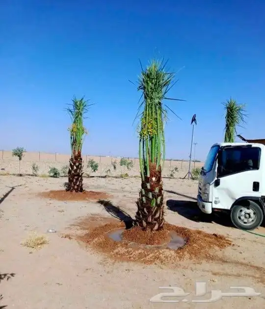 واشطونيا زينه ابومروحه جميع المقاسات 3