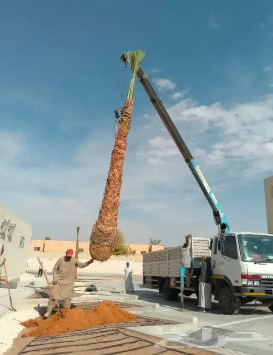 واشطونيا زينه ابومروحه جميع المقاسات 8