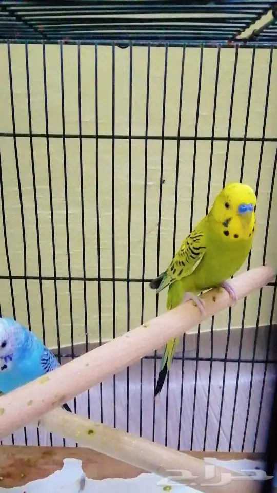 جوز بادجي مع ملحقاته تم بيع 2