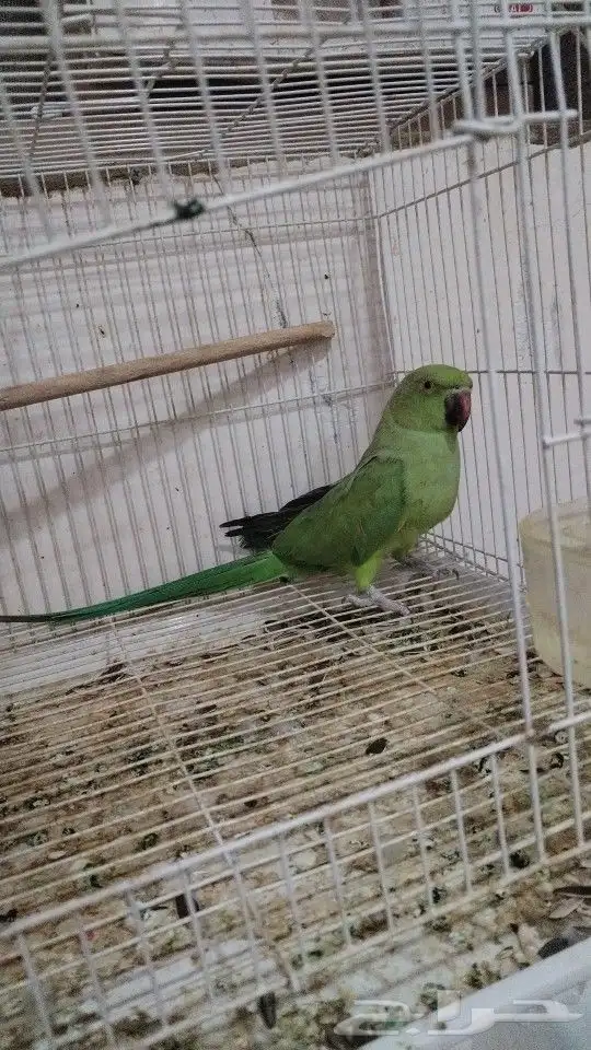 أنثى دره هندي منتجه 3