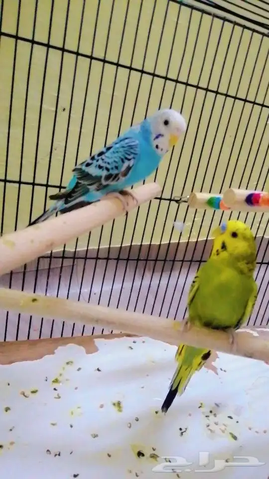 جوز بادجي مع ملحقاته تم بيع 0