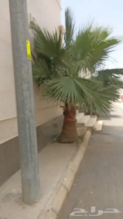 للبيع نخل واشنطن عدد 10 يتراوح أطوالها من مترين 0