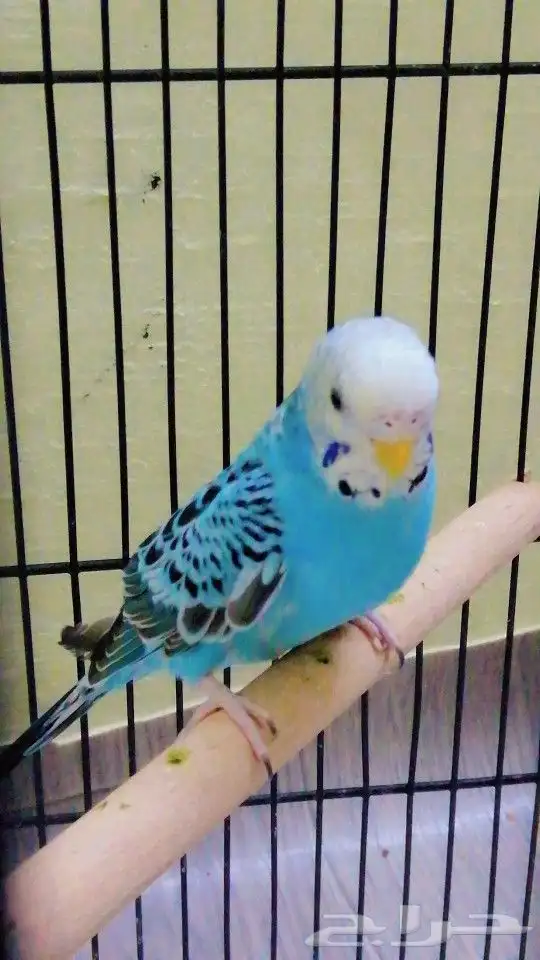 جوز بادجي مع ملحقاته تم بيع 1