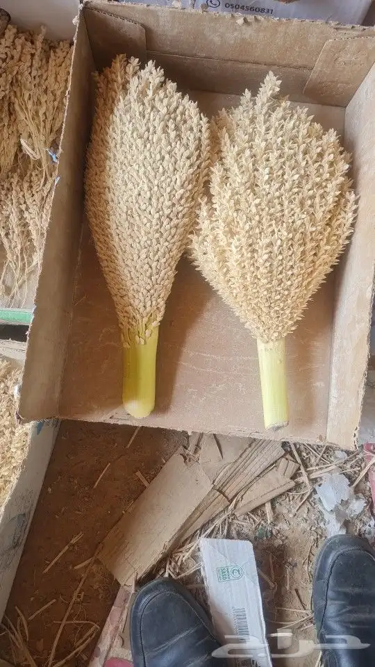 لقاح نخل وبار للبيع بالدوادمي جديد أو مجفف 6