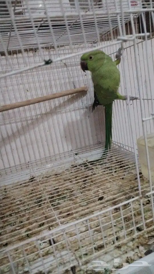 أنثى دره هندي منتجه 1