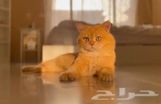 ذكر سكوتش ستريت Ny12 للتزاوج 0
