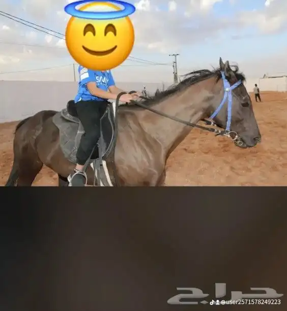 اسطبل السعاده يوجد عرض خاص تدريب خيل رجال و نساء أطفال ذوي 4