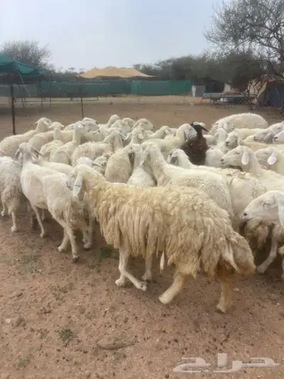 غنم طيبه العدد 100راس دفيع كلها مشروطه منوة القاني 2