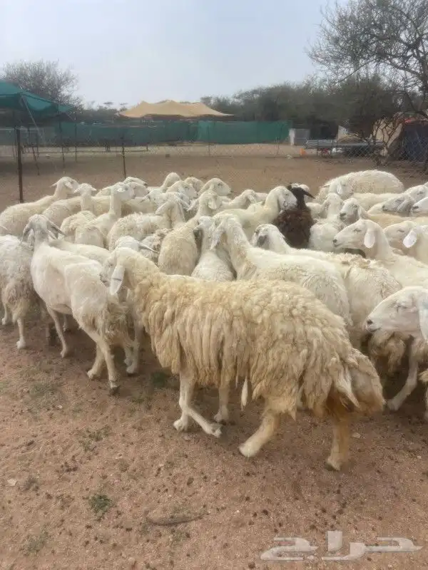 غنم طيبه العدد 100راس دفيع كلها مشروطه منوة القاني 2