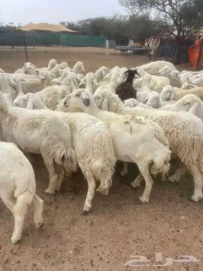 غنم طيبه العدد 100راس دفيع كلها مشروطه منوة القاني 4