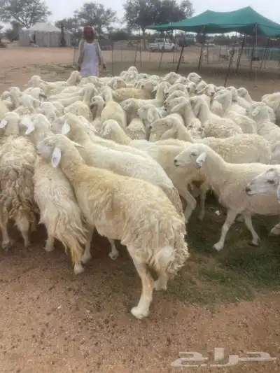 غنم طيبه العدد 100راس دفيع كلها مشروطه منوة القاني 3