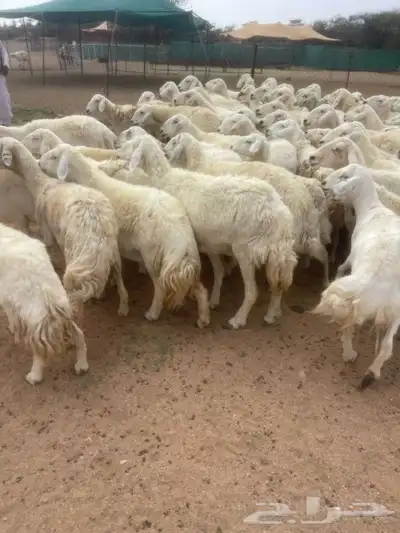 غنم طيبه العدد 100راس دفيع كلها مشروطه منوة القاني 1
