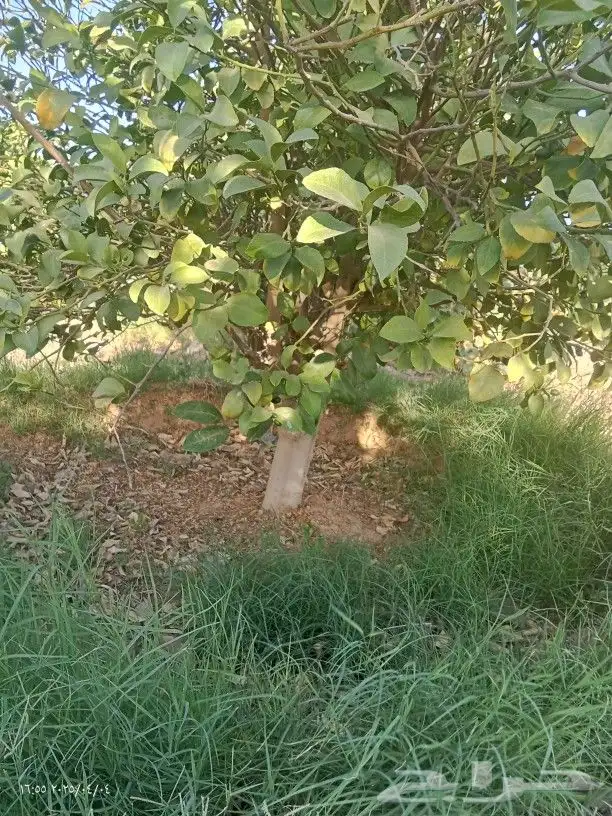 ليمون للبيع 2