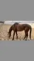 حصان للبيع 2