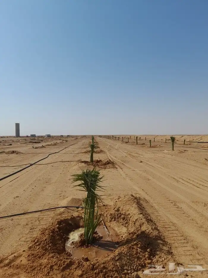 يوجد لدينا جميع النواع فسايل النخل العربي والجثايث 1