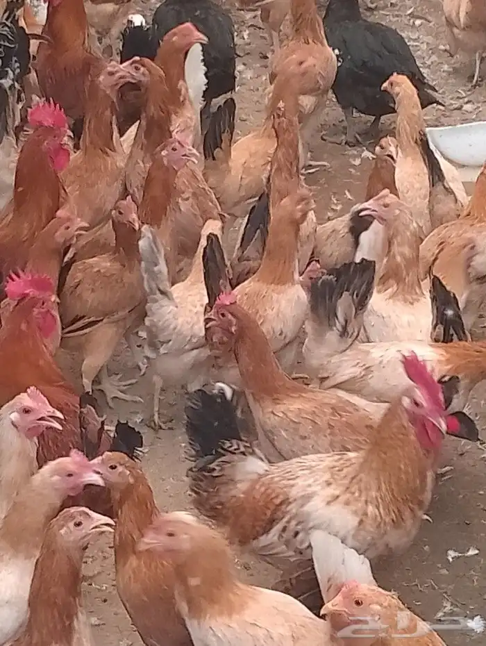 دجاج بياض بط بكيني بياض 0