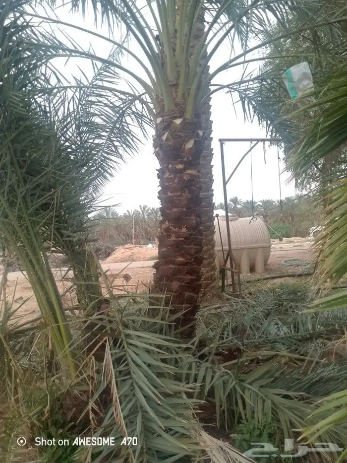 لدينا جميع اسوار النخيل تقريبا عربي تكرير الهلالي كريم واشنط 1