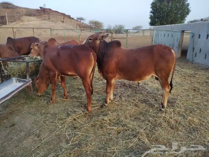عرض حسلان 1