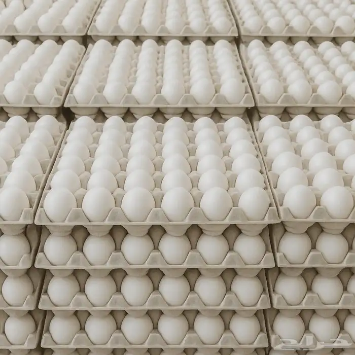 بيض الأحساء البلدي نظيف Al-Ahsa Eggs Pure 1