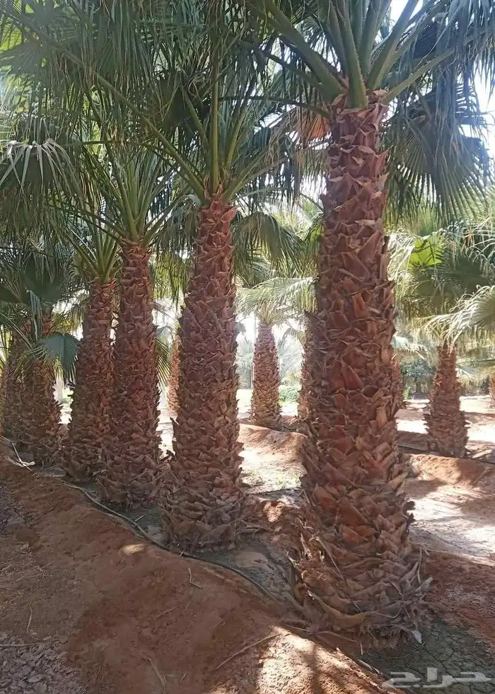زراعه توريد وتركيب جميع انواع النخيل 1