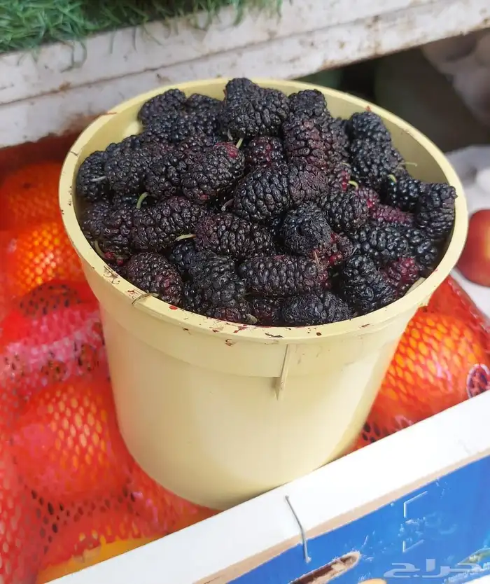 توت طايفي 2